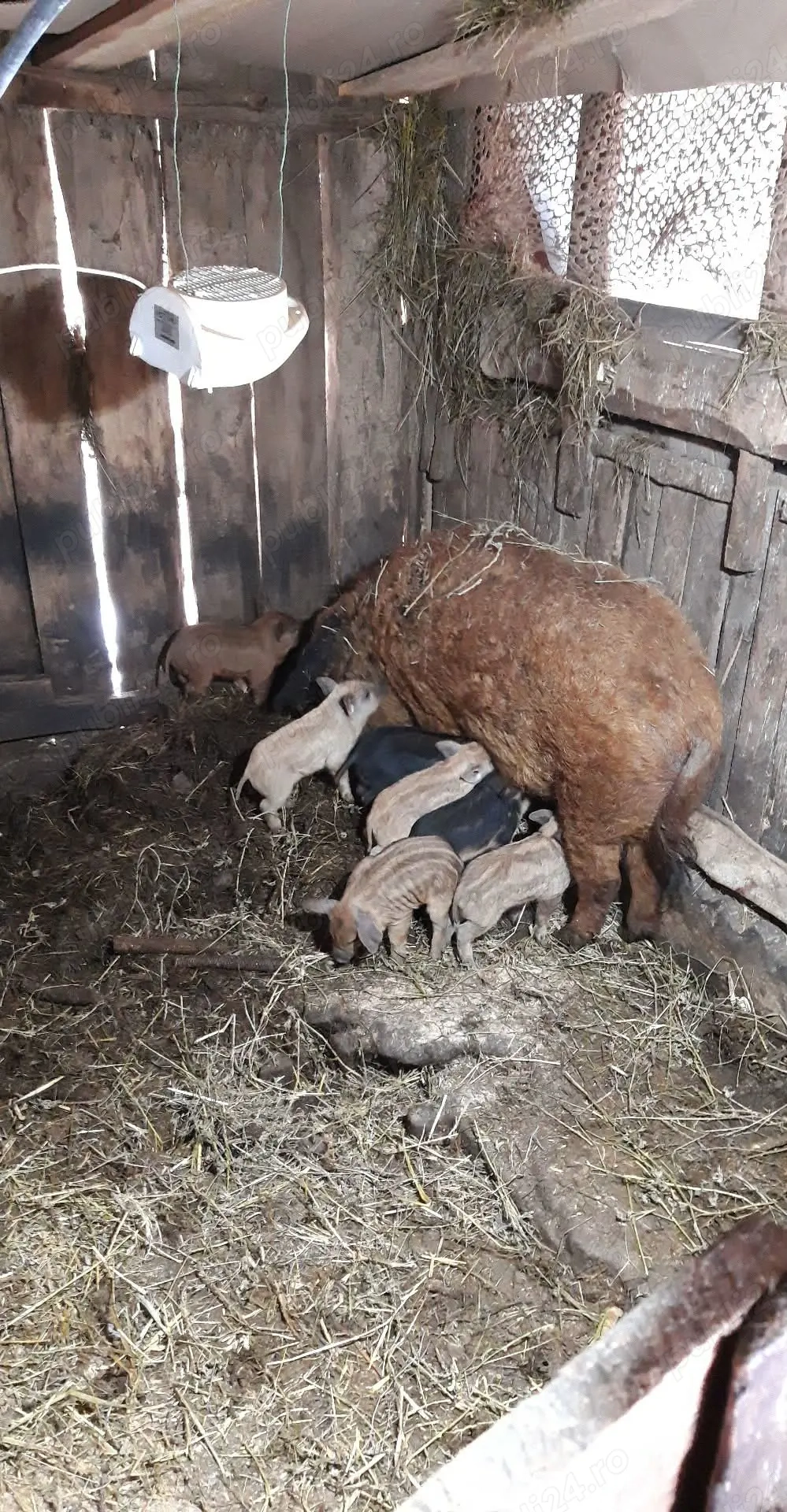 Purcei mangalita . Detalii la telefon