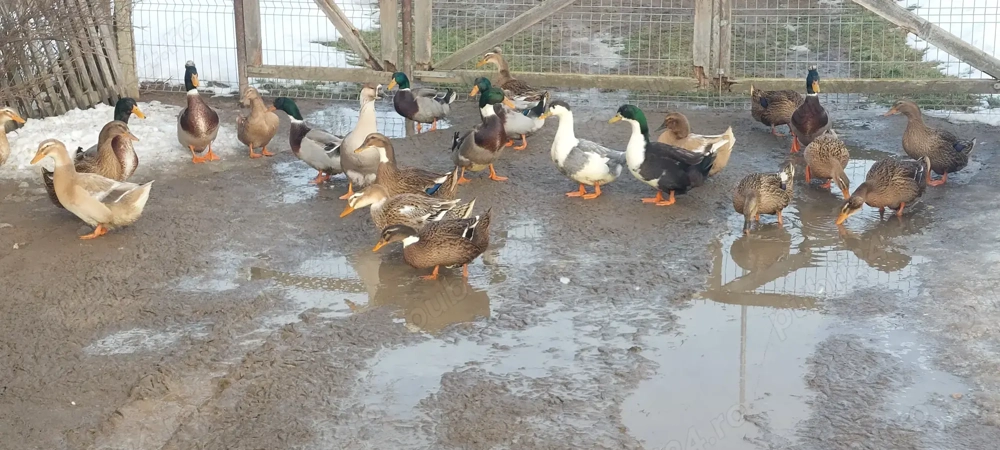 Iepuri sa rațe disponibil