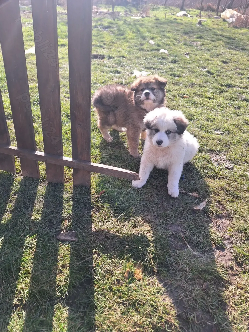 Catelusa de 8 saptamani