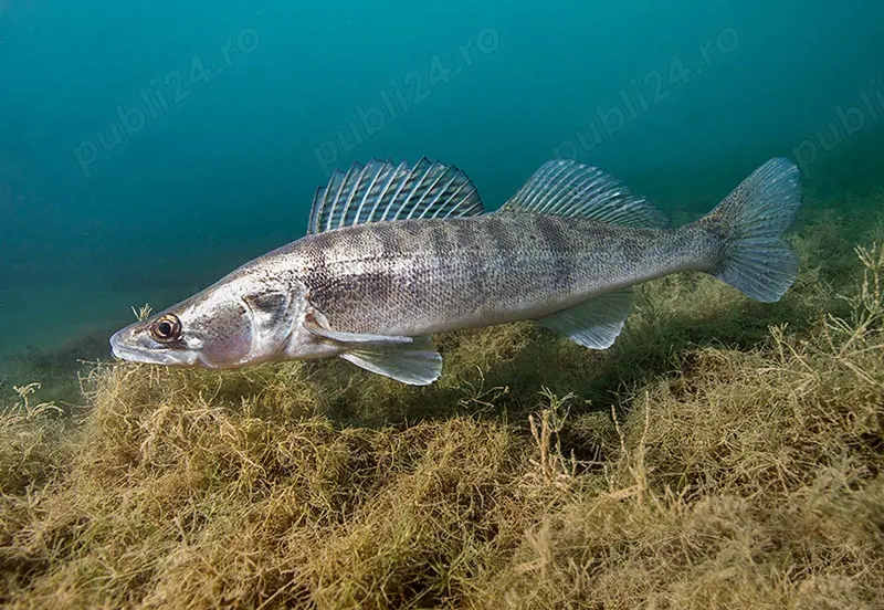 vand salau viu pentru populare lac pescuit sportiv