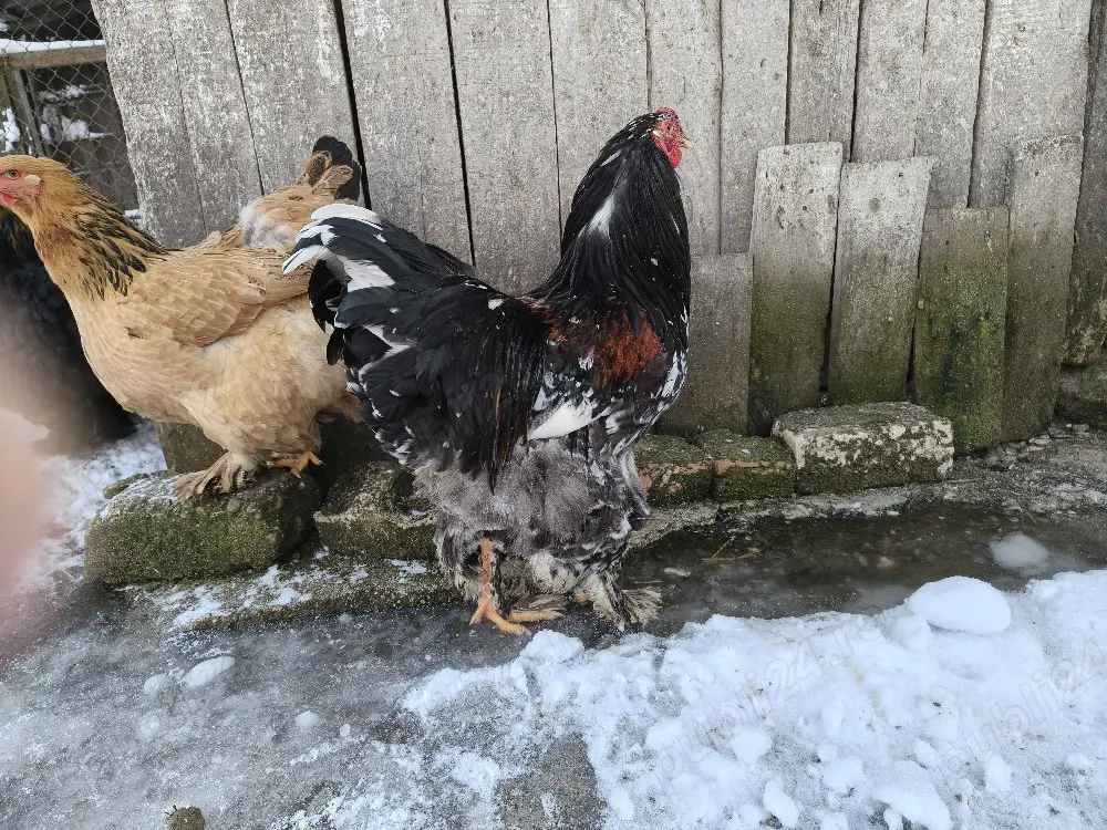 găini brahma diferite culori 