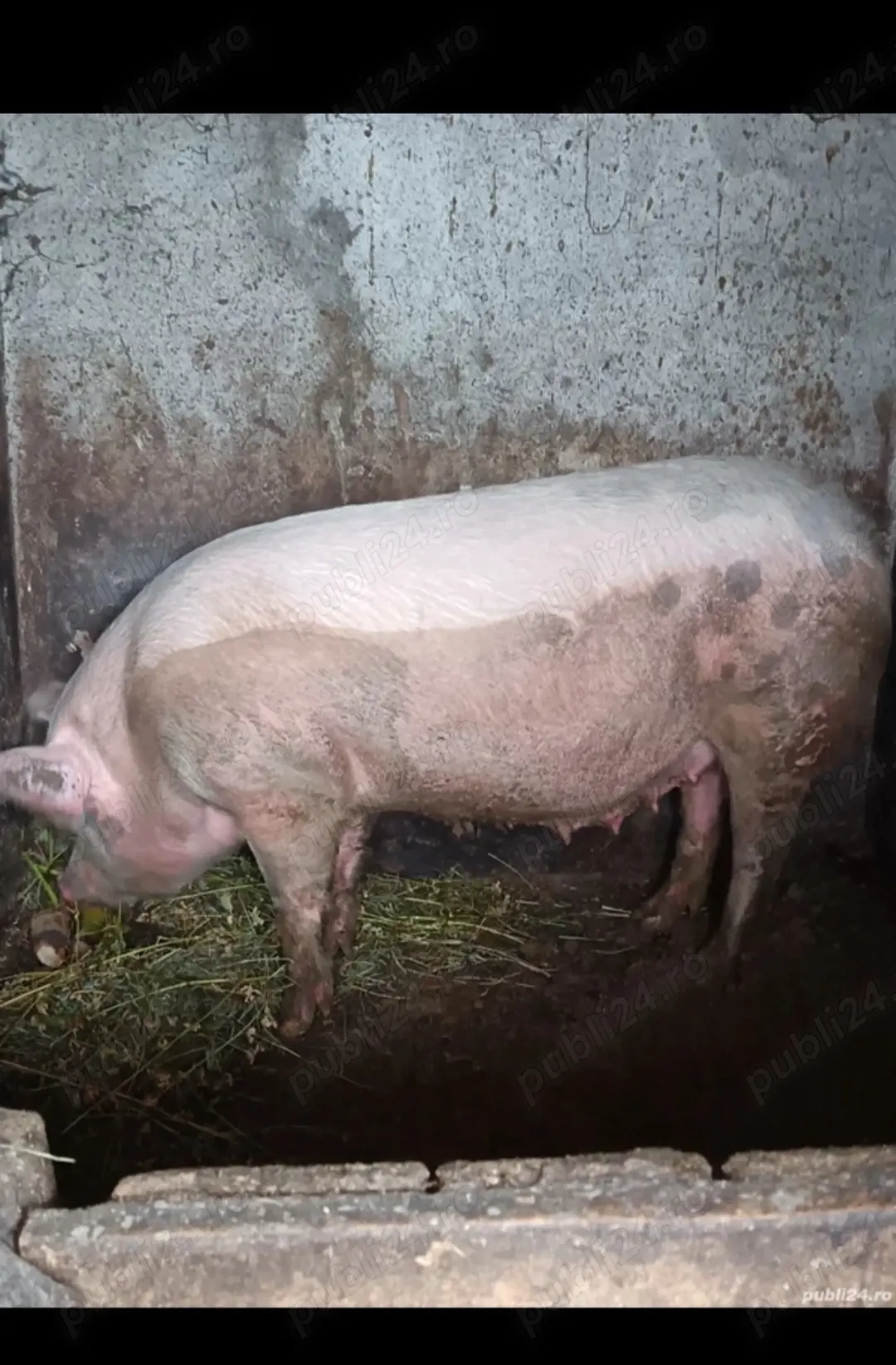 Vând porc de rasă!!!