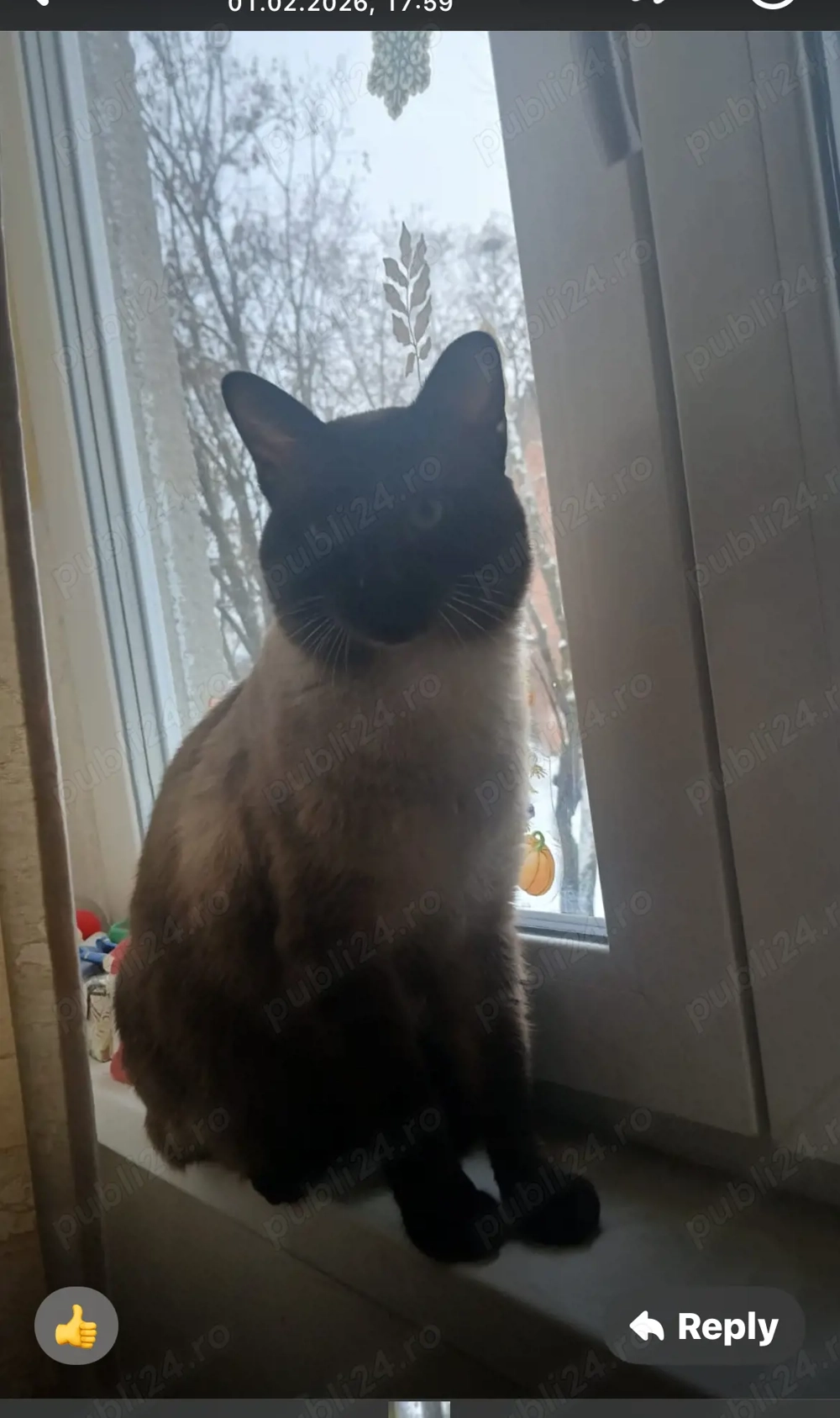 Pisoi Siamez îi  căutăm perechea 