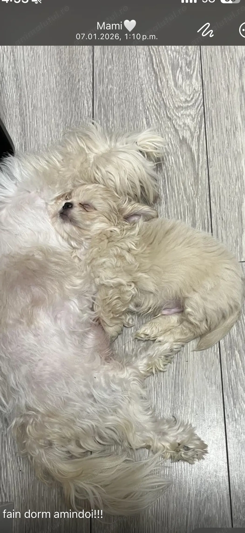 Shih tzu 10 săptăm ni