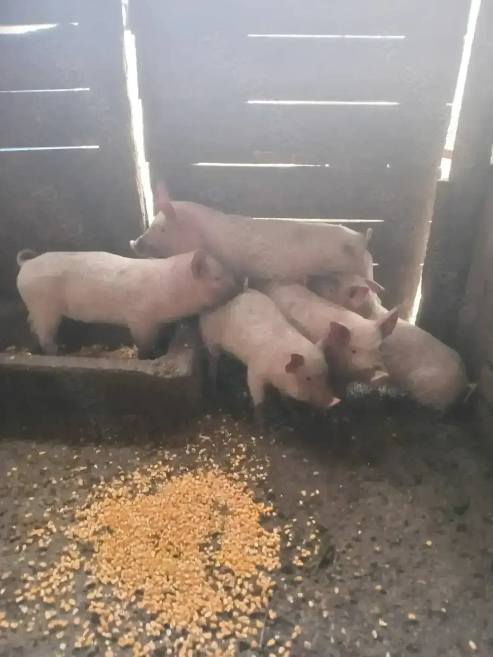 vînd purcei înțârcați