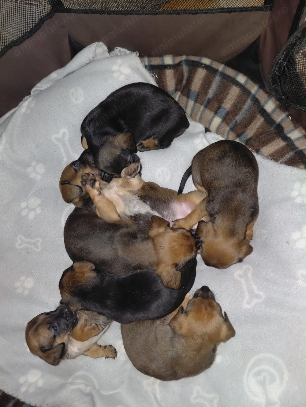 Catelusi metisi disponibili