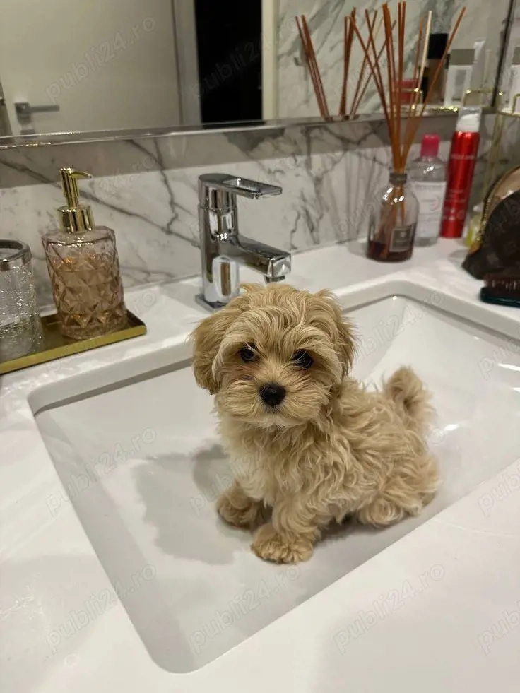 maltipoo poodle mini toy apricot 