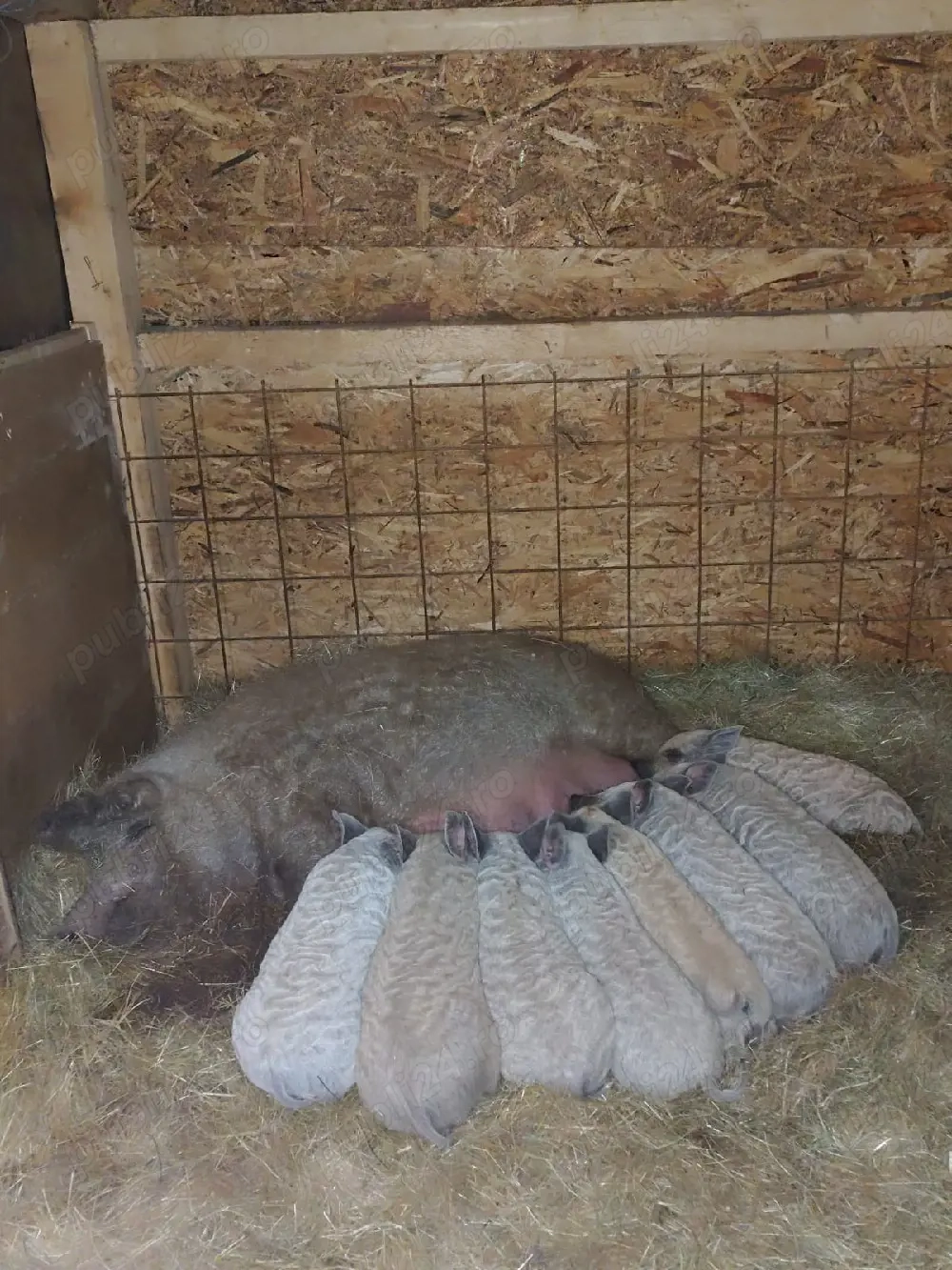 Mangalita Varietate blonda - Pedigree, certificat de origine!