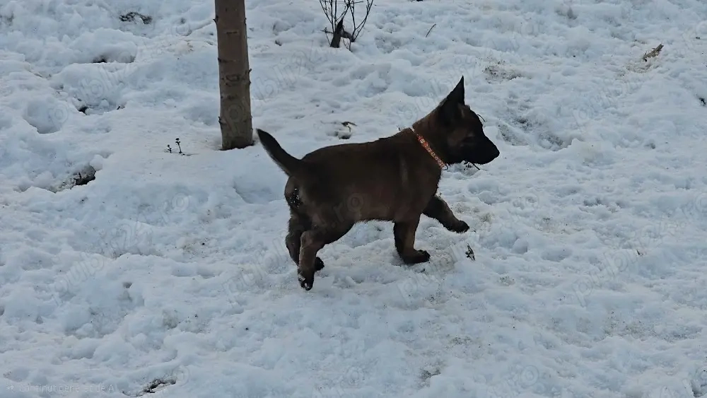 Belgian malinois de vânzare 
