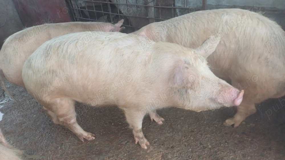porci pt sacrificat 
