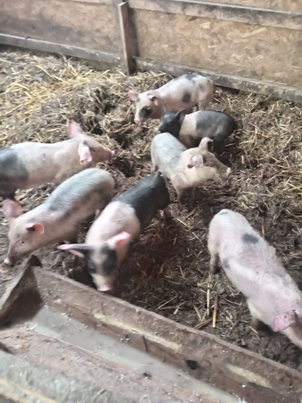 Purcei de 12 săptămâni metis cu bazna. 