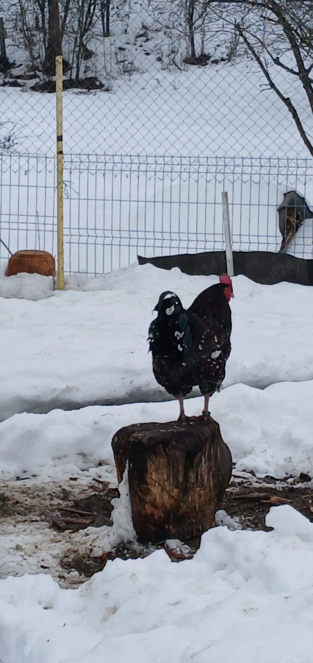 Vând familie puicuțe 3+1 cocoș Sussex porțelan 