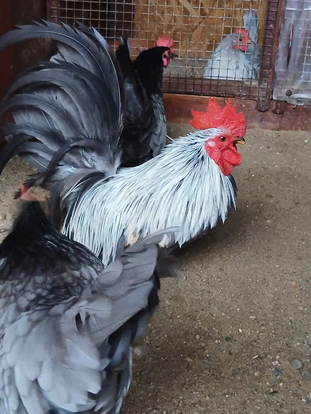 Chabo gainusi de vanzare