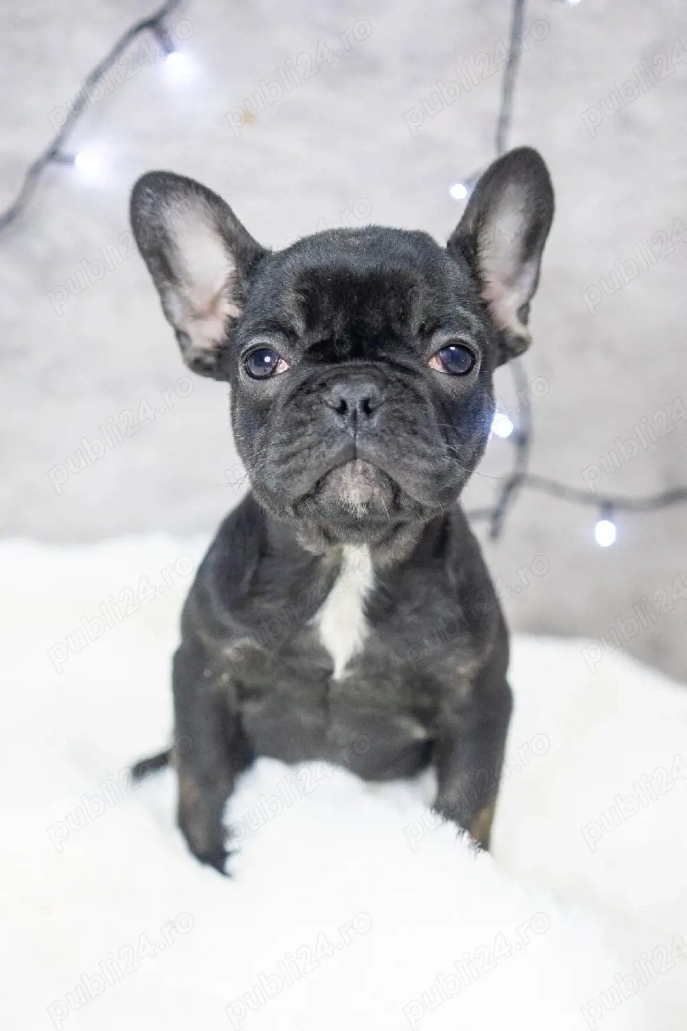 Bulldog Francez - Negru lac - posibilitate transport - buldog francez 