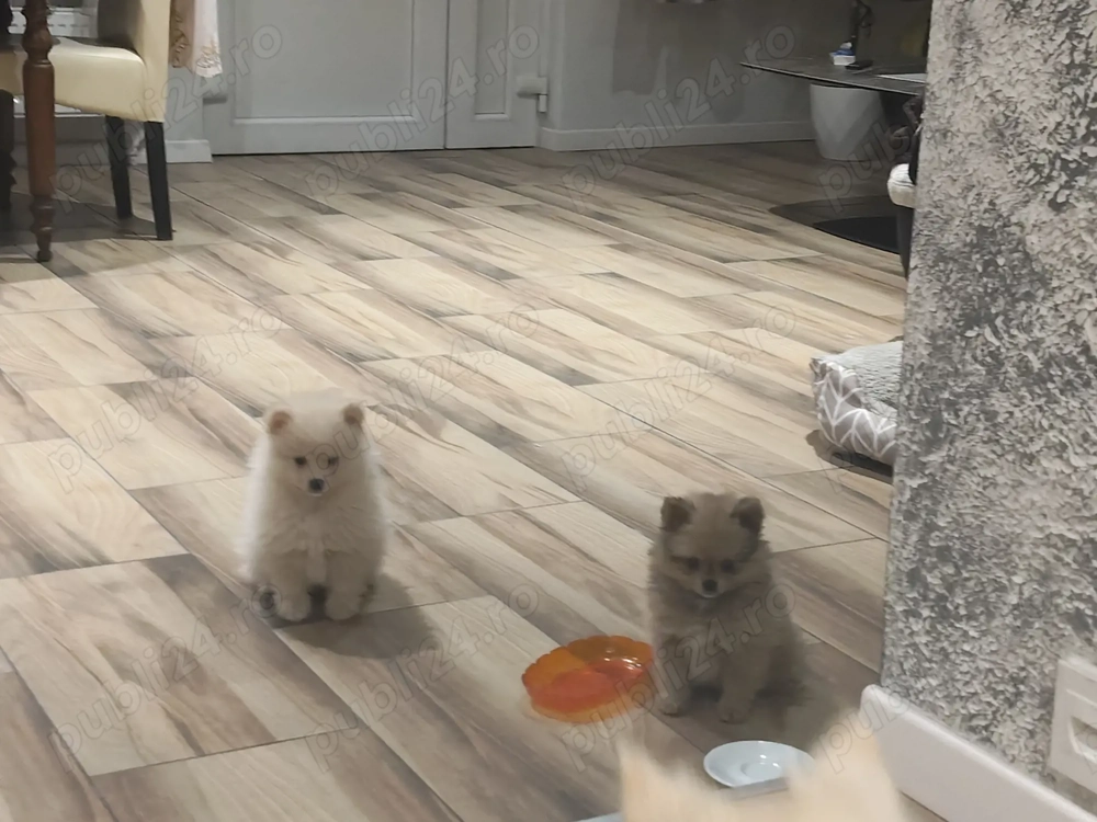 Vând puii de Pomeranian 