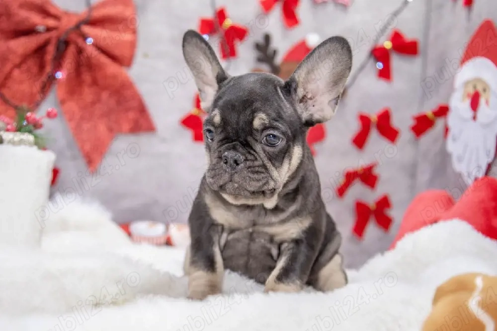 Bulldog Francez - black&tan - posibilitate transport - buldog francez  