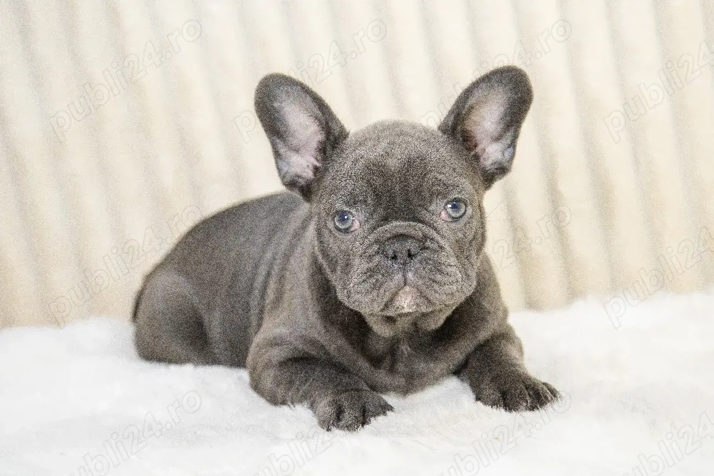 Bulldog Francez - blue băiețel cu ochii albaștrii - posibilitate transport - buldog francez 