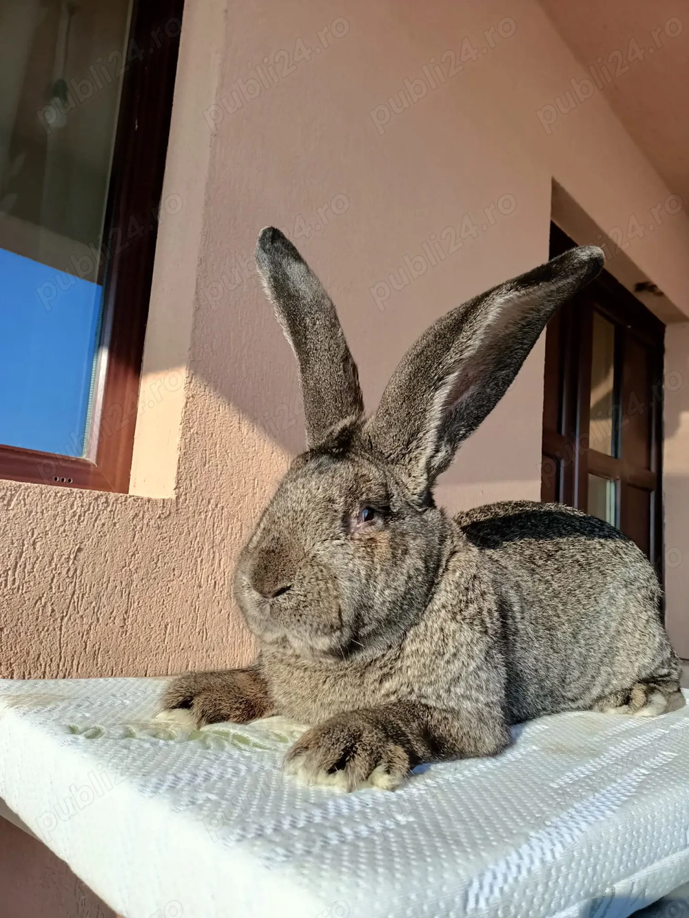 Iepuri Uriaș German 