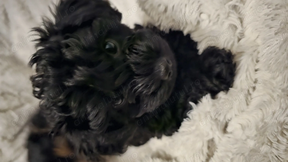 Toy pudell cauta casuta