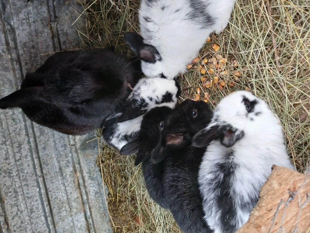 De vanzare iepuroaica cu 3 iepurasi