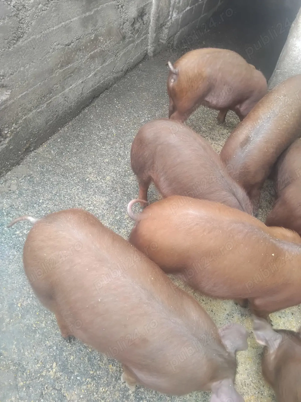 Vind 8 grăsuni de 3 luni