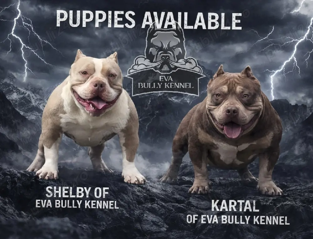 American bully pocket 