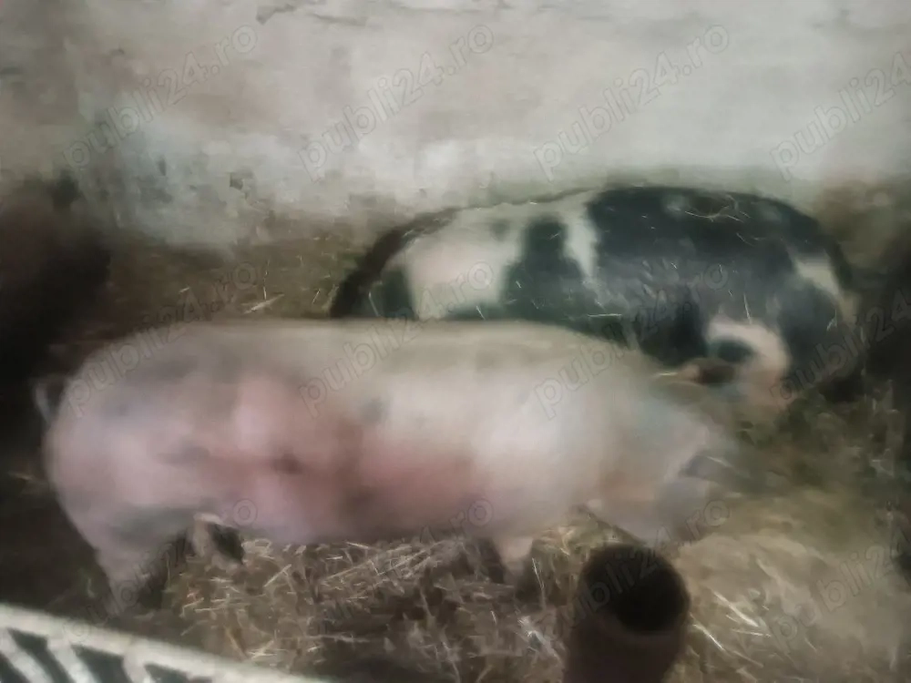 vând porc 280-290 kg