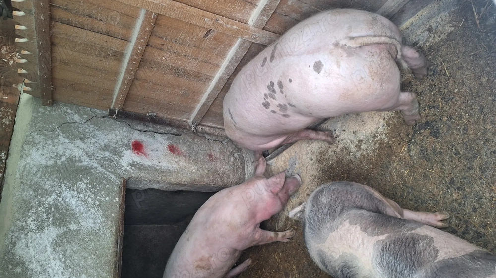 Porci de vanzare de carne120-150kg 