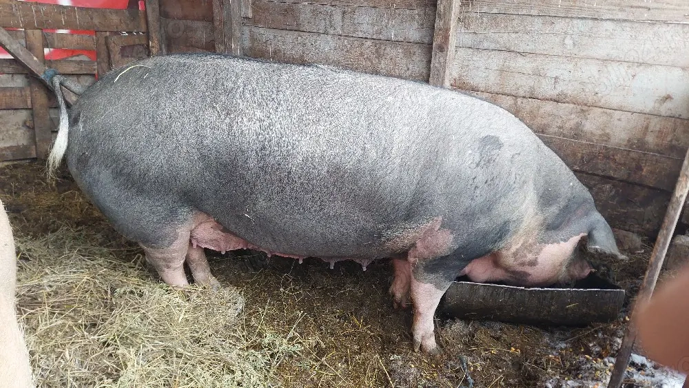 scroafe gestante rasa pietrain 