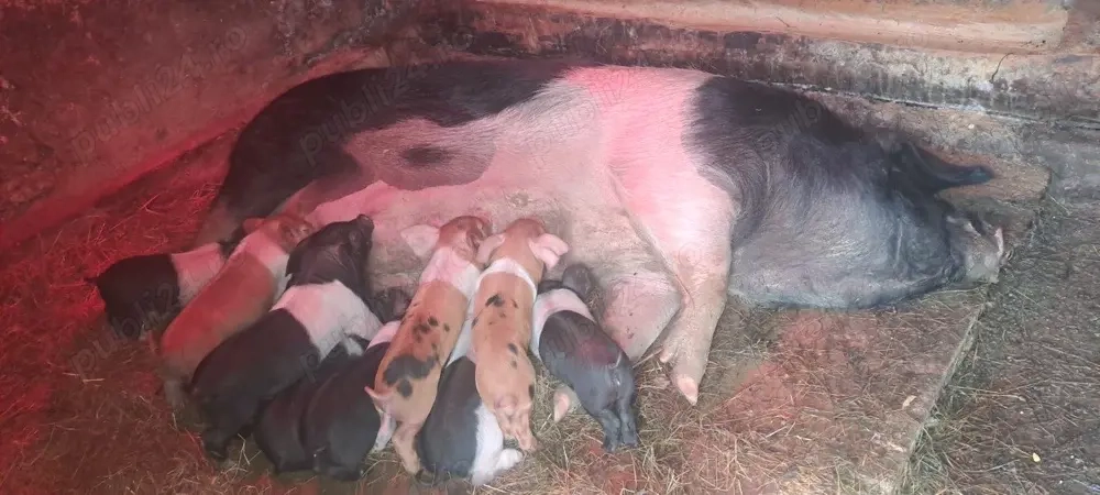 Vand scroafa cu purceii