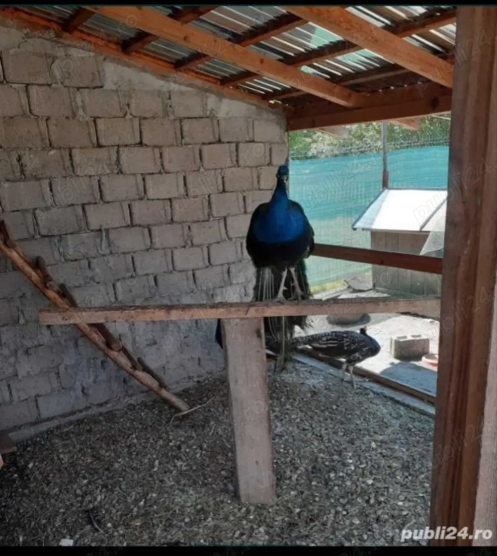 Vând familie de păuni!