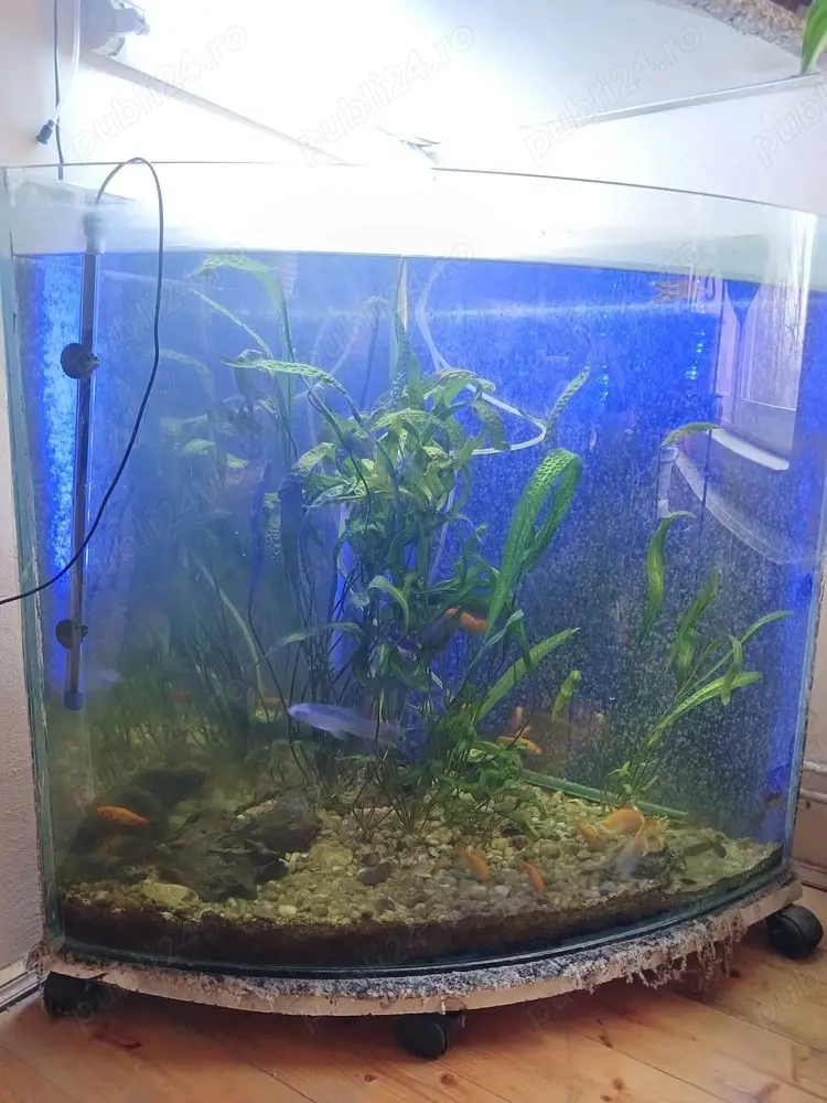 Vand acvariu complet,reducere de preţ