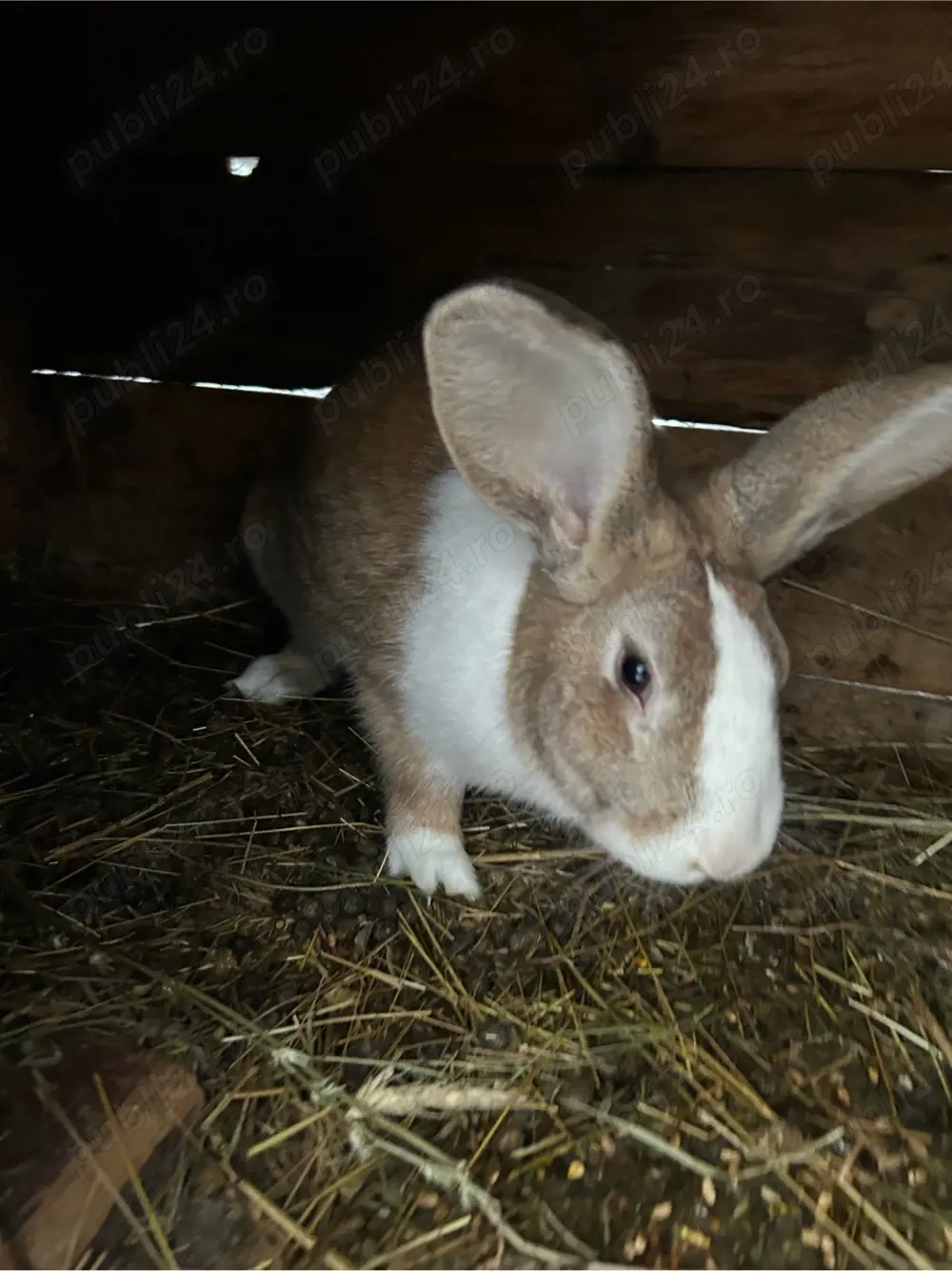 mascul hycole francez 