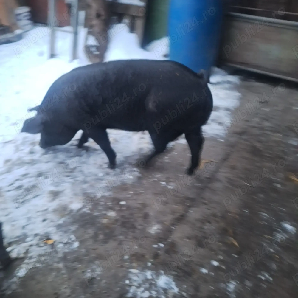 scrofită reproducere 