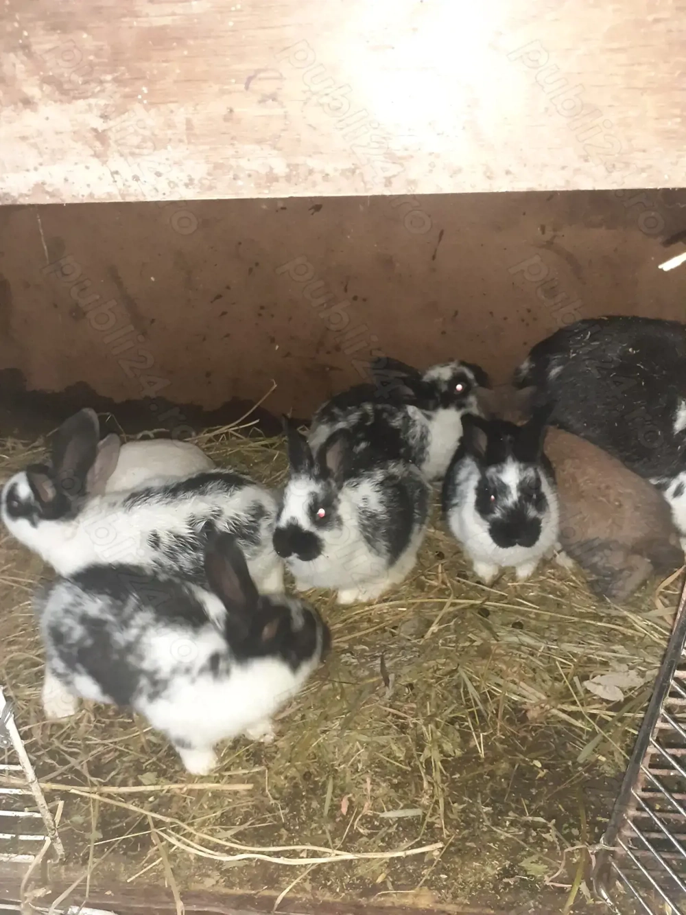 De vanzare pui de iepur 