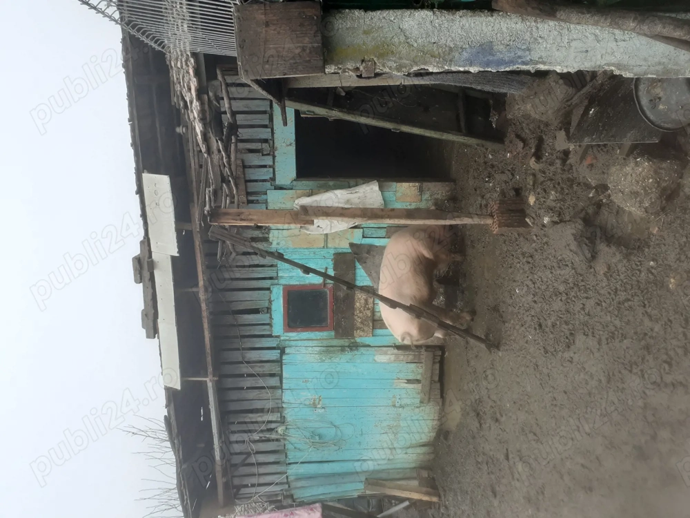 Vând porc 2000lei sau 17lei kg 