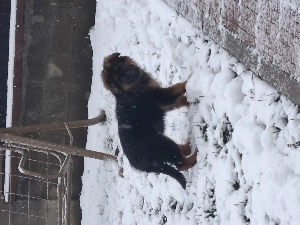 Femela ciobanesc german