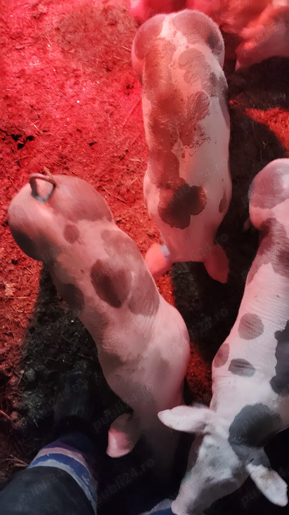 Vând purcei pietrain 