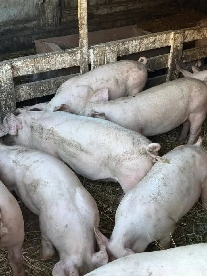 vând 30 soldanasi, Rasa de calitate Marele Alb &Pic &zeiger  ,medie 35 kg