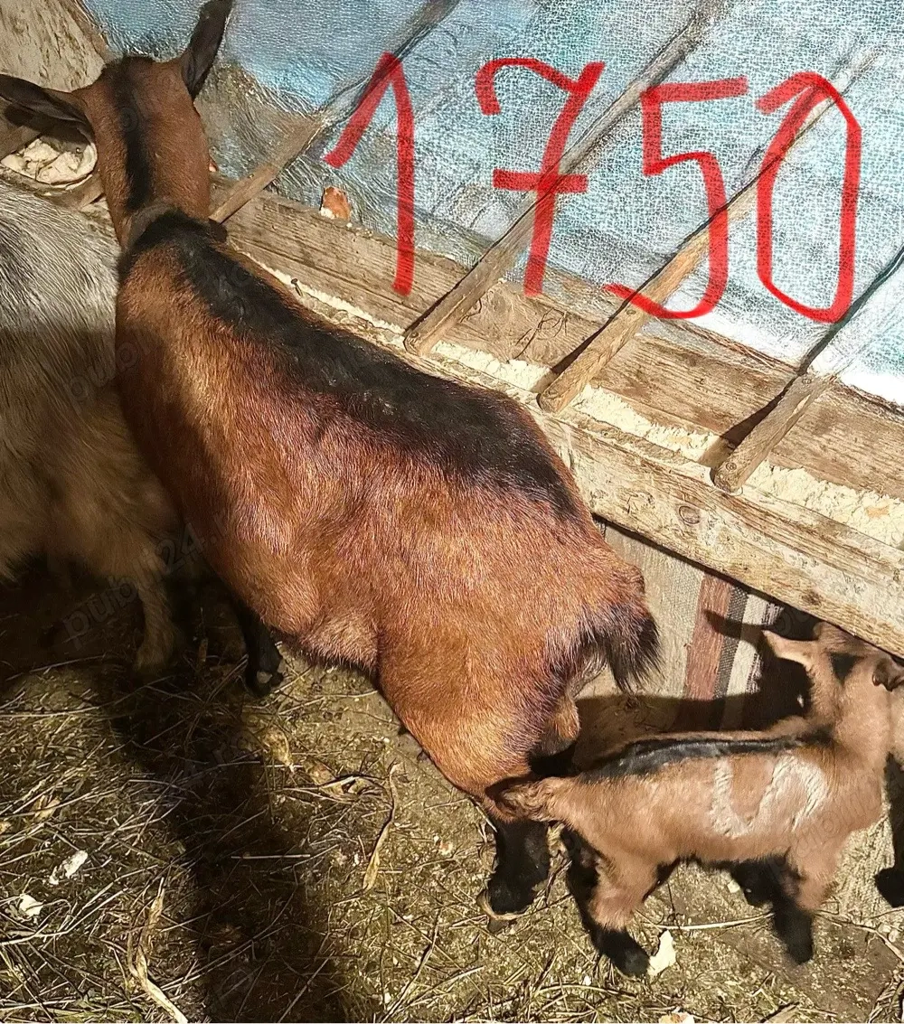 Vand capra alpina franceza