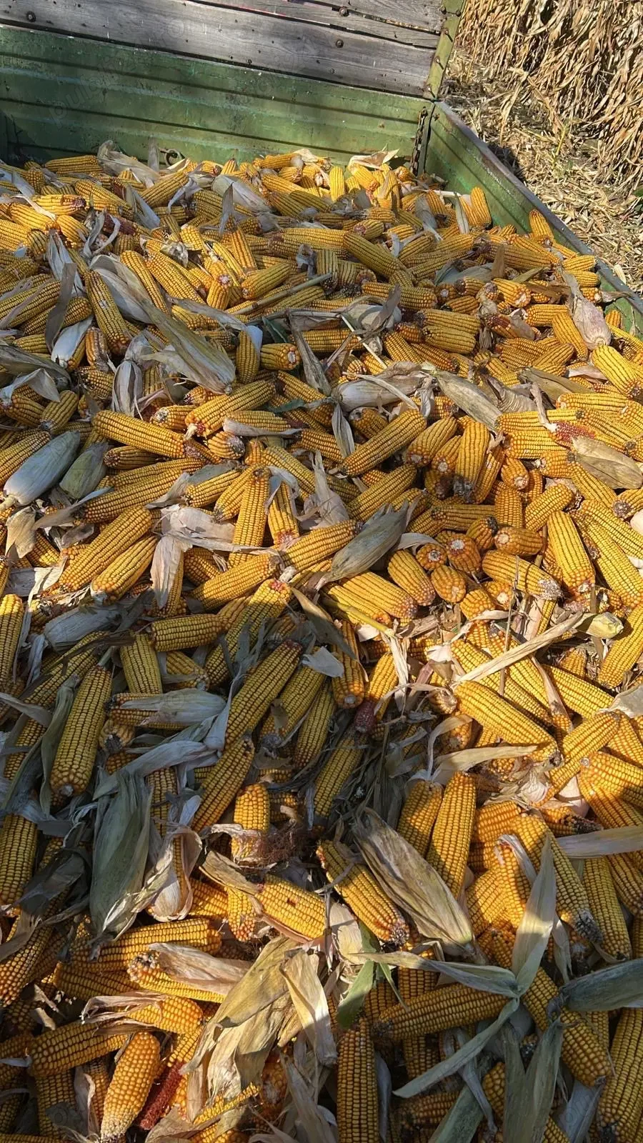 Porumb stiulete de vanzare