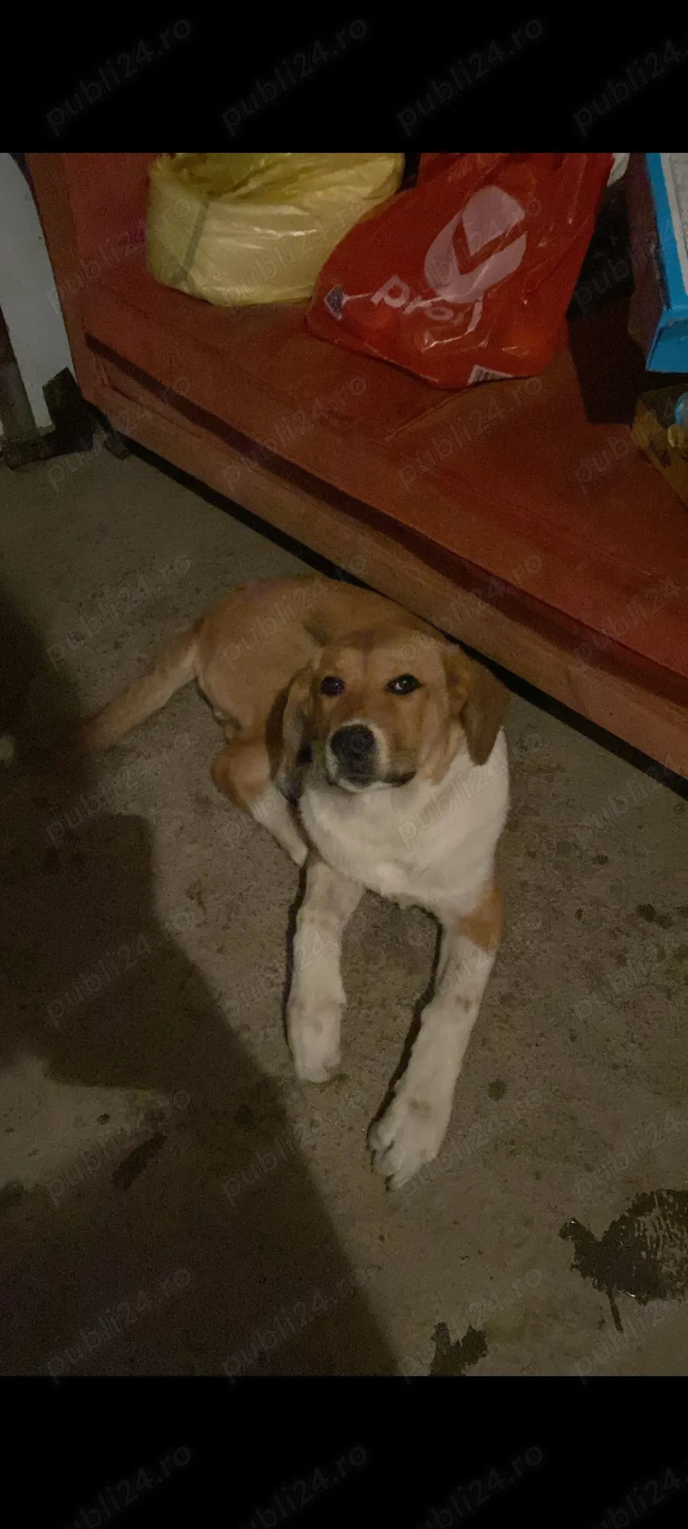 Vând caini ciobanesti 