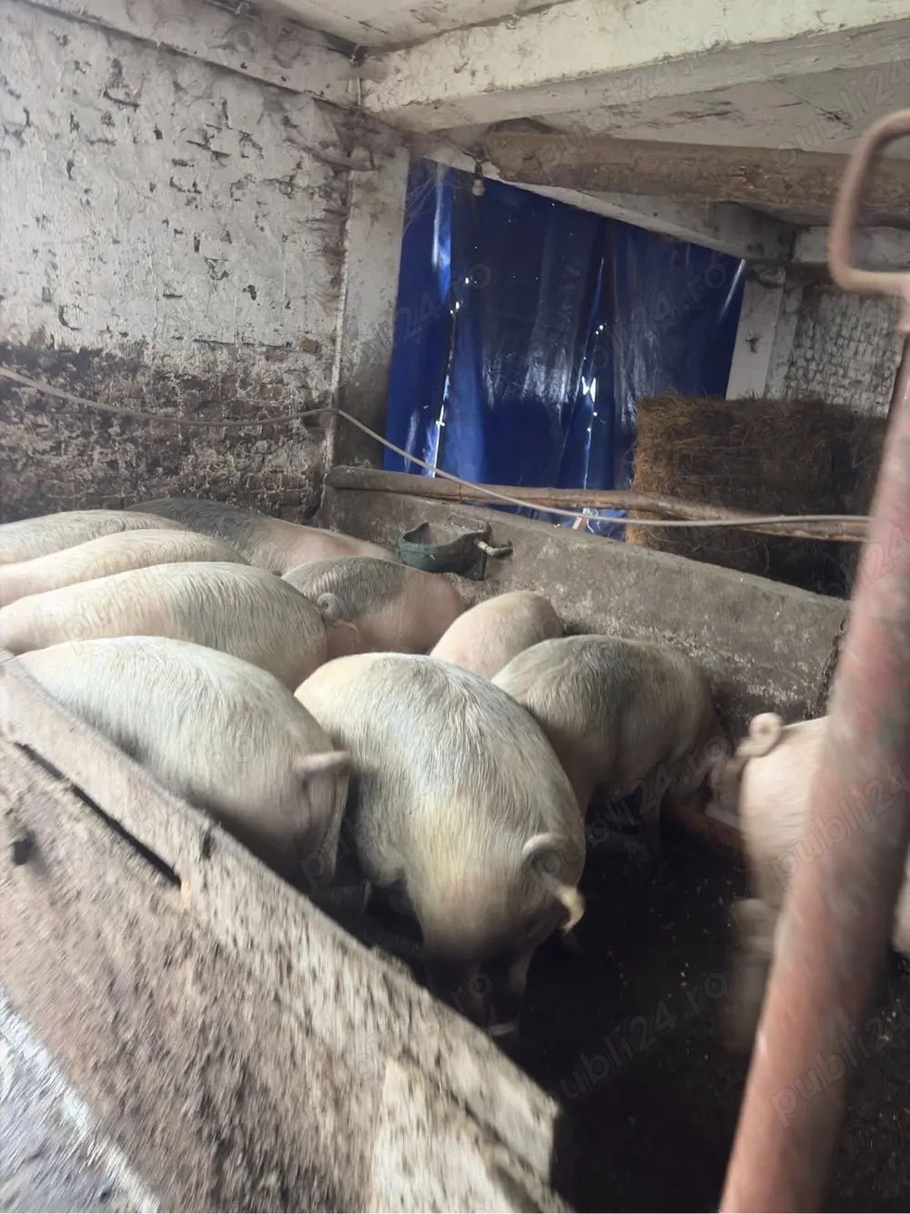 vand porci 130-230 kg 10 bucăți 