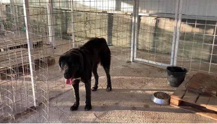 Joița ciobanesc corb cu pedigree pentru adopție 