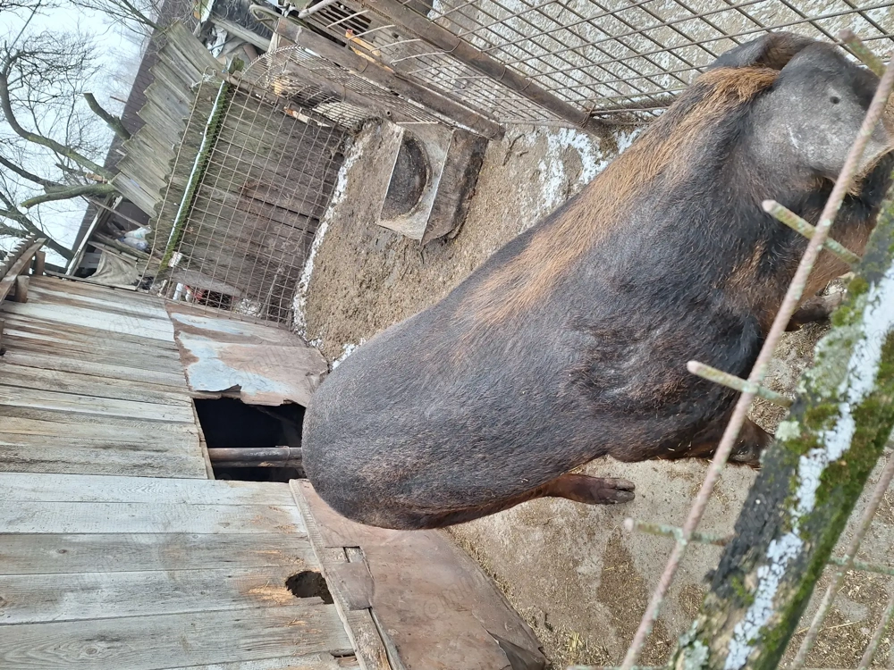 Porc Duroc crescut bio