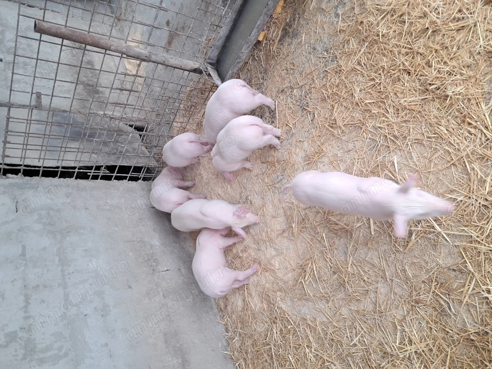 De vinzare purcei landrace