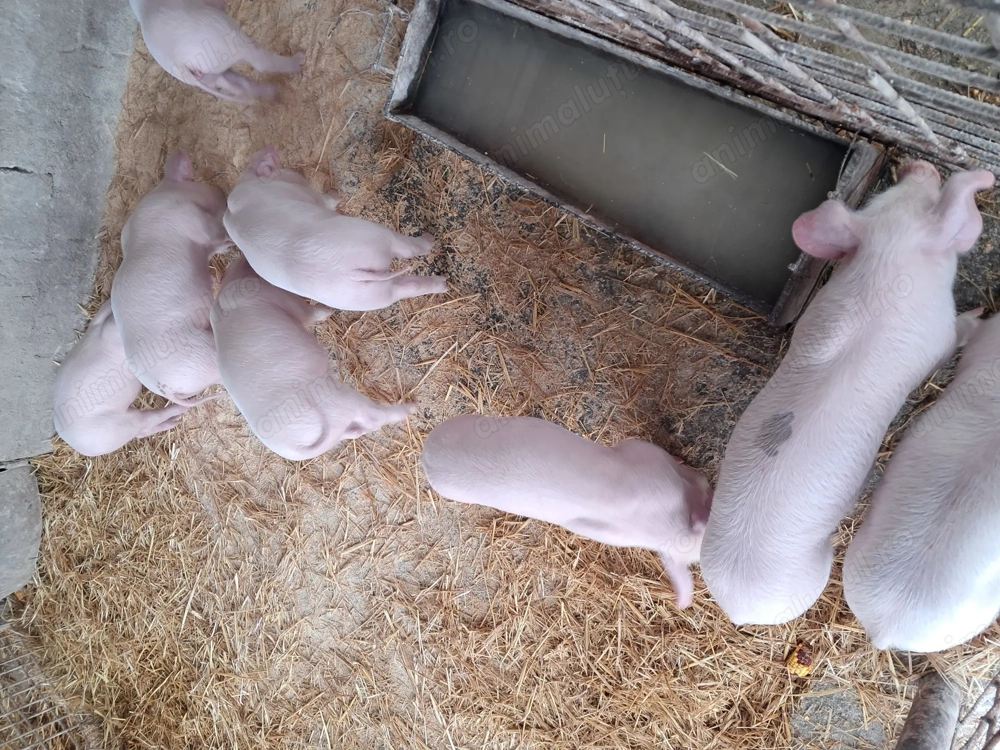 Purcei landrace de vînzare.