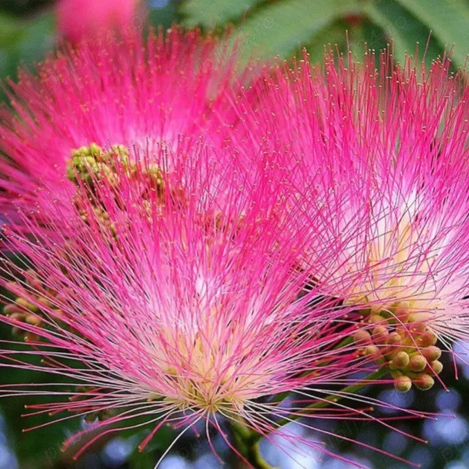 Puieti Albizia - Arbore de mătase