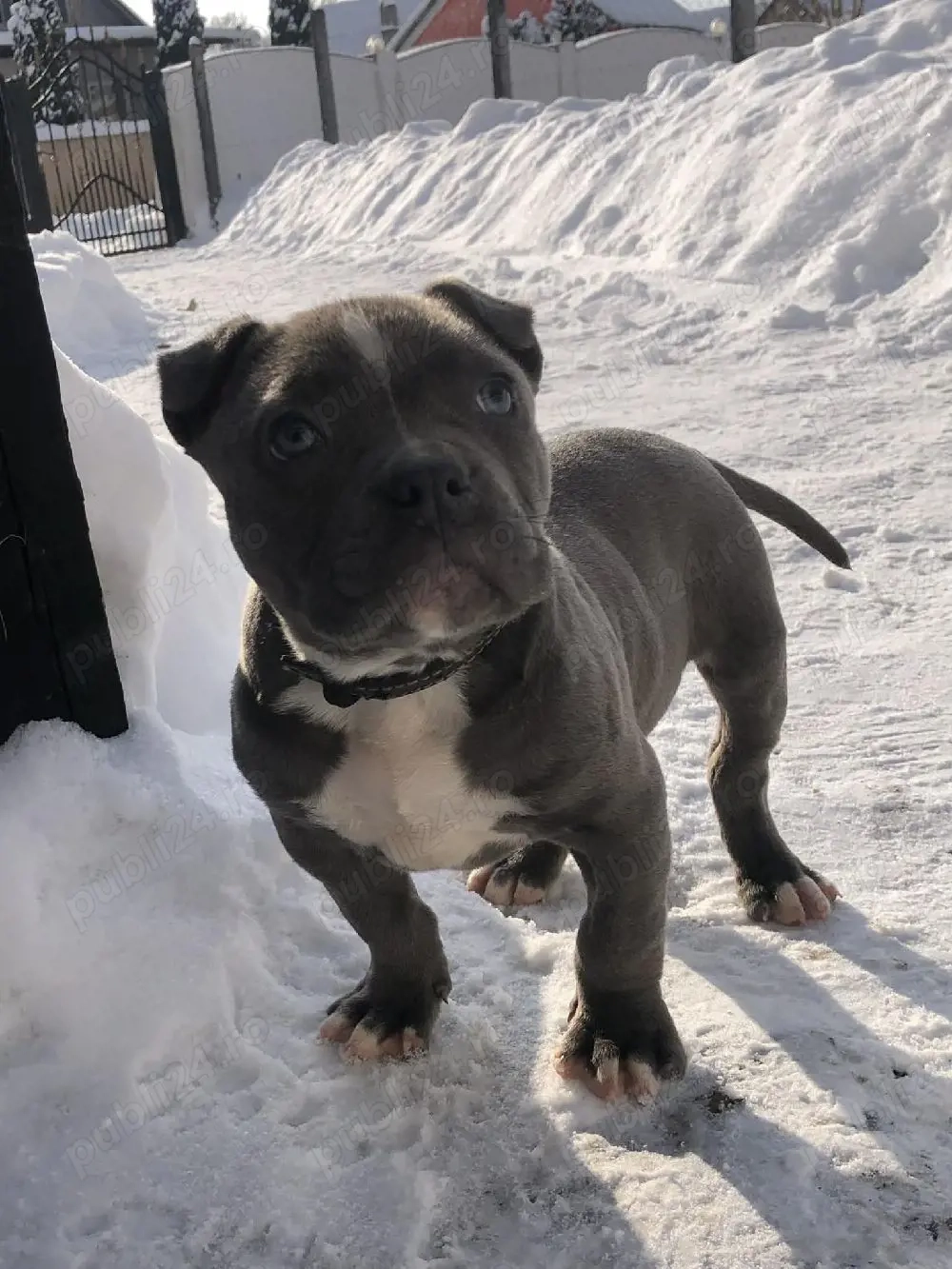 Disponibilă femelă American buly blue 