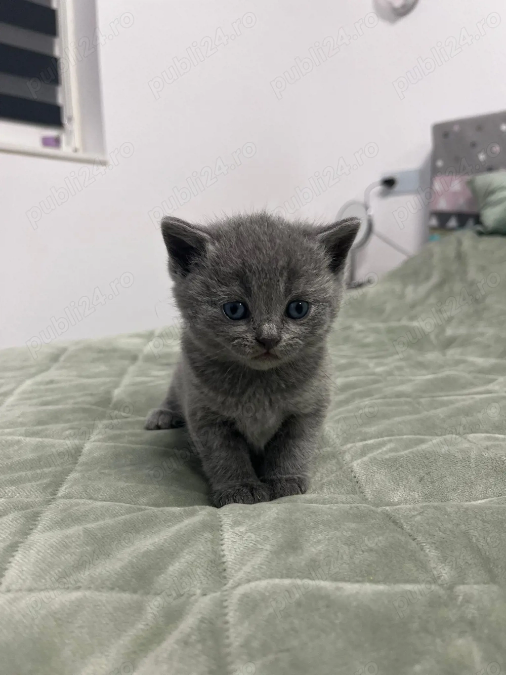 Scotish fold și British Shorthair 